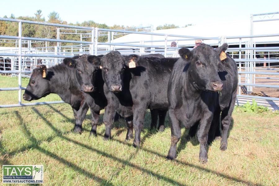 Tays Realty & Auction Auction ONLINE CATTLE AUCTION REGISTERED ANGUS REPLACEMENT FEMALES