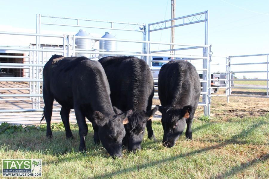 Tays Realty & Auction Auction ONLINE CATTLE AUCTION REGISTERED ANGUS REPLACEMENT FEMALES