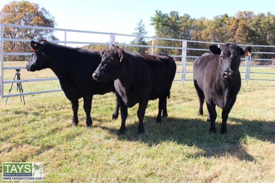 Tays Realty & Auction Auction ONLINE CATTLE AUCTION REGISTERED ANGUS REPLACEMENT FEMALES