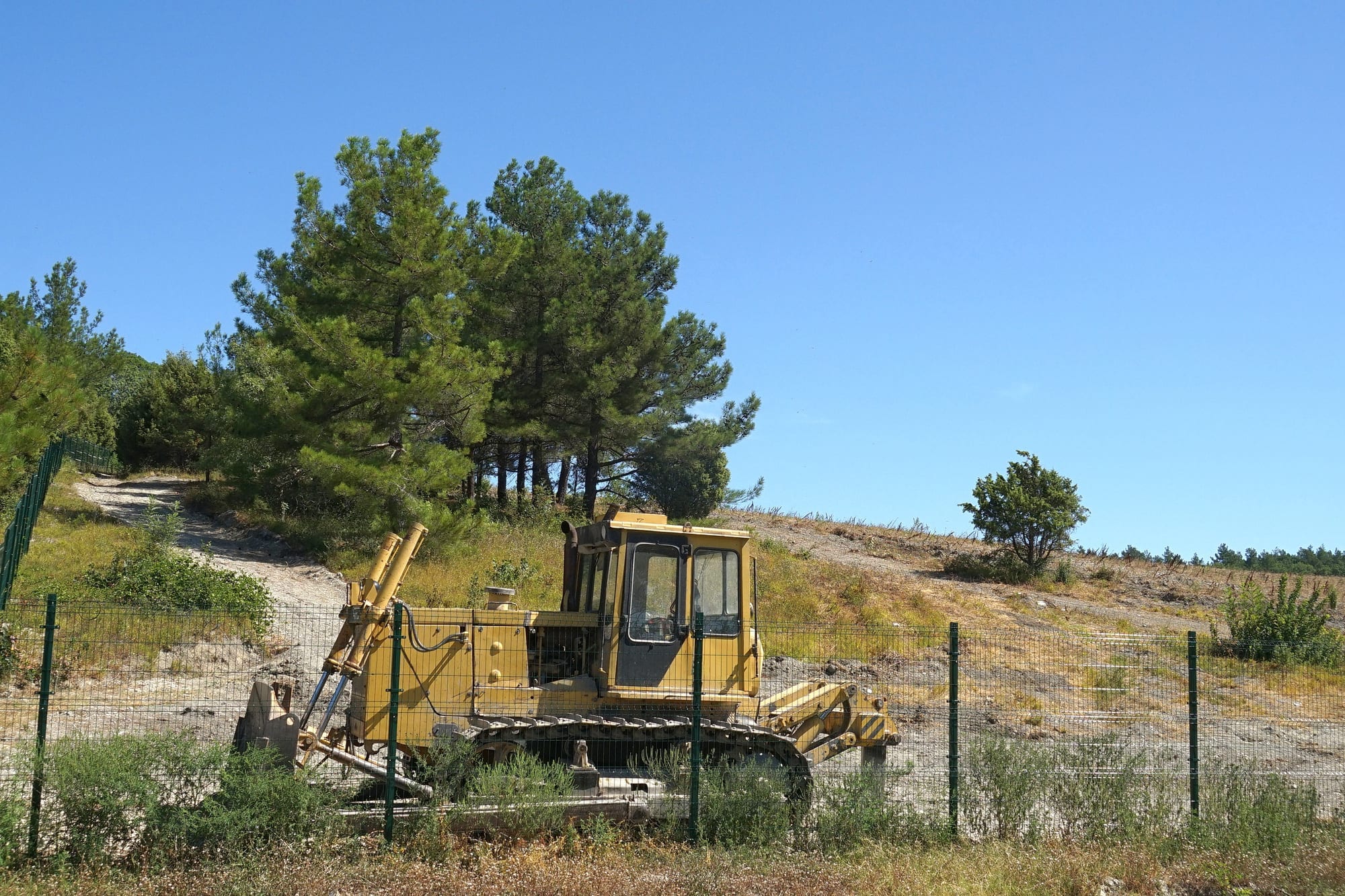 Burning vs. Professional Tree Slashing Your Guide to CostEffective
