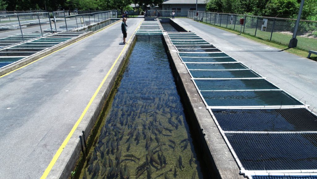 Bobby N. Setzer Fish Hatchery Archives McGill Associates