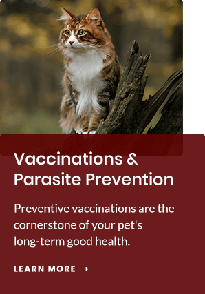 Dry Heaving And Vomiting In Cats | Tracy Vets | Paws And Claws Veterinary Hospital