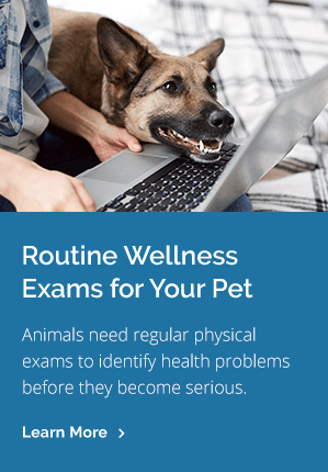 Smith Animal Hospital Perry Share Animal Image