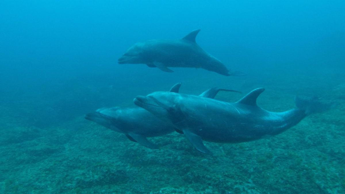 Diving off Clarion Island