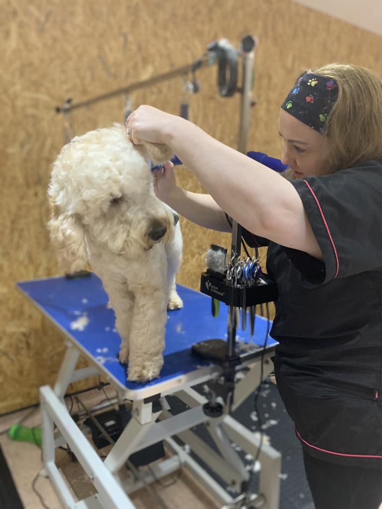 The Groomers Spotlight Ayreshire Grooming Salon Ayreshire