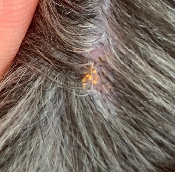 How Does A Dog Get Mites