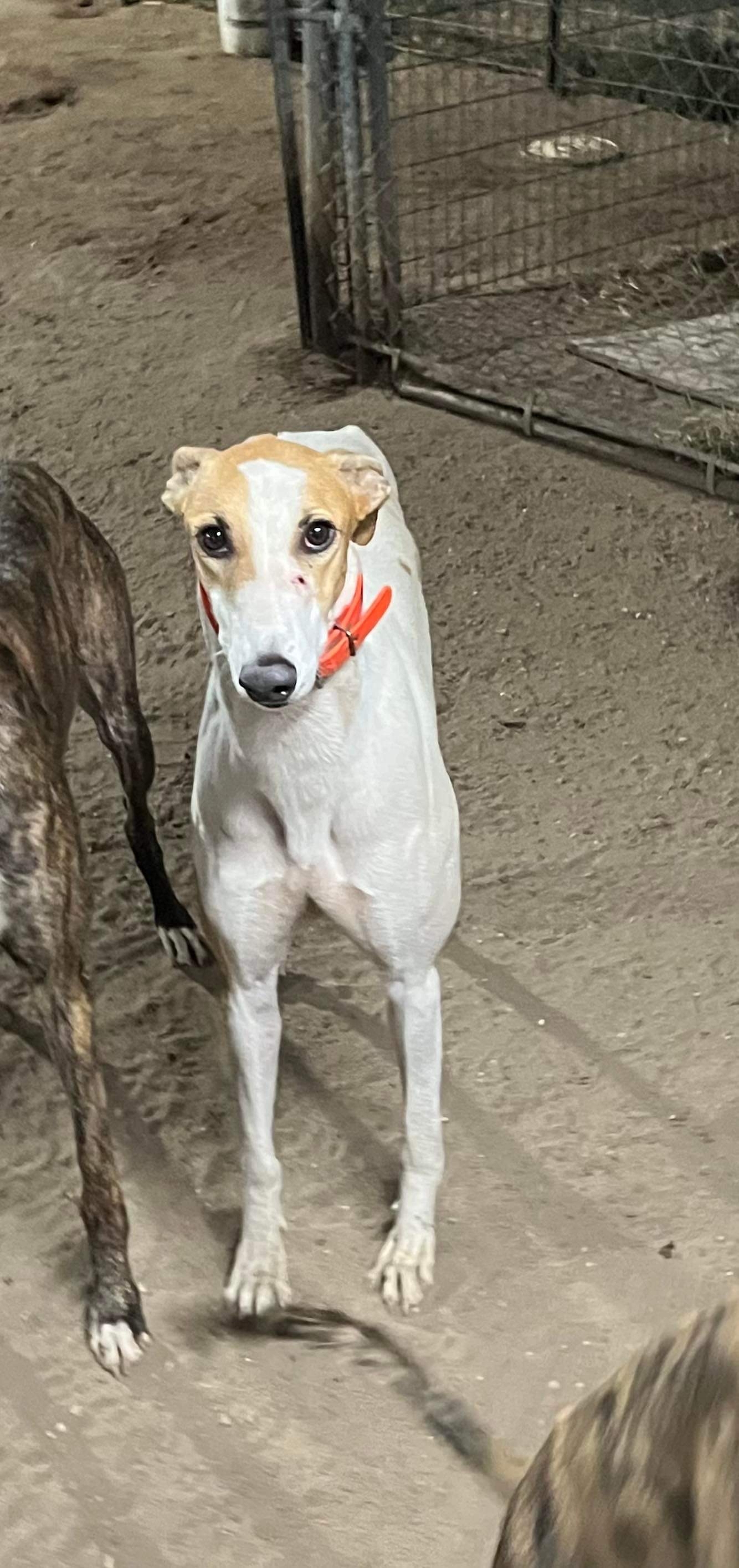 Are Greyhound Puppies Allowed On Board