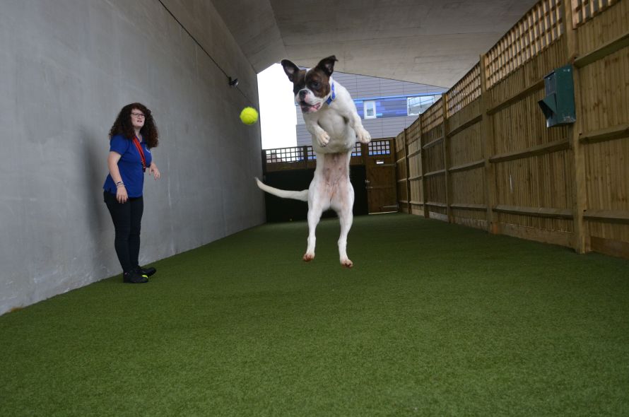 Battersea holds a doggy sports day to celebrate the World Championships