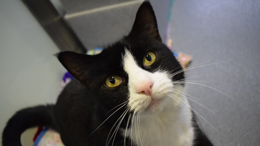 Rescue pet rehoming figures soar during unprecedented