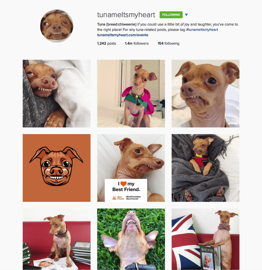 5 Instagram Tips for Brands from Tuna the Dog