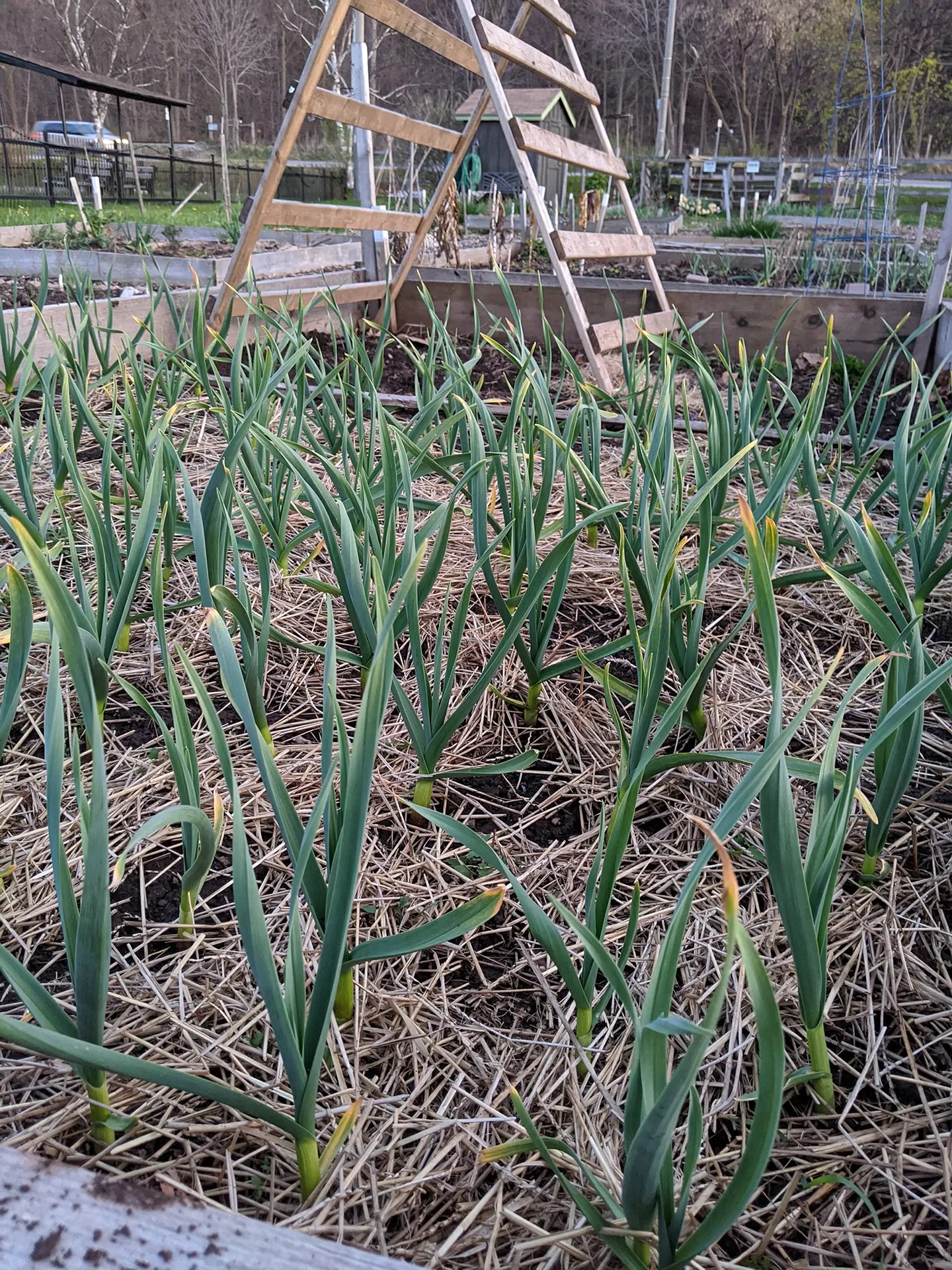 Growing Your Own Garlic Royal Botanical Gardens