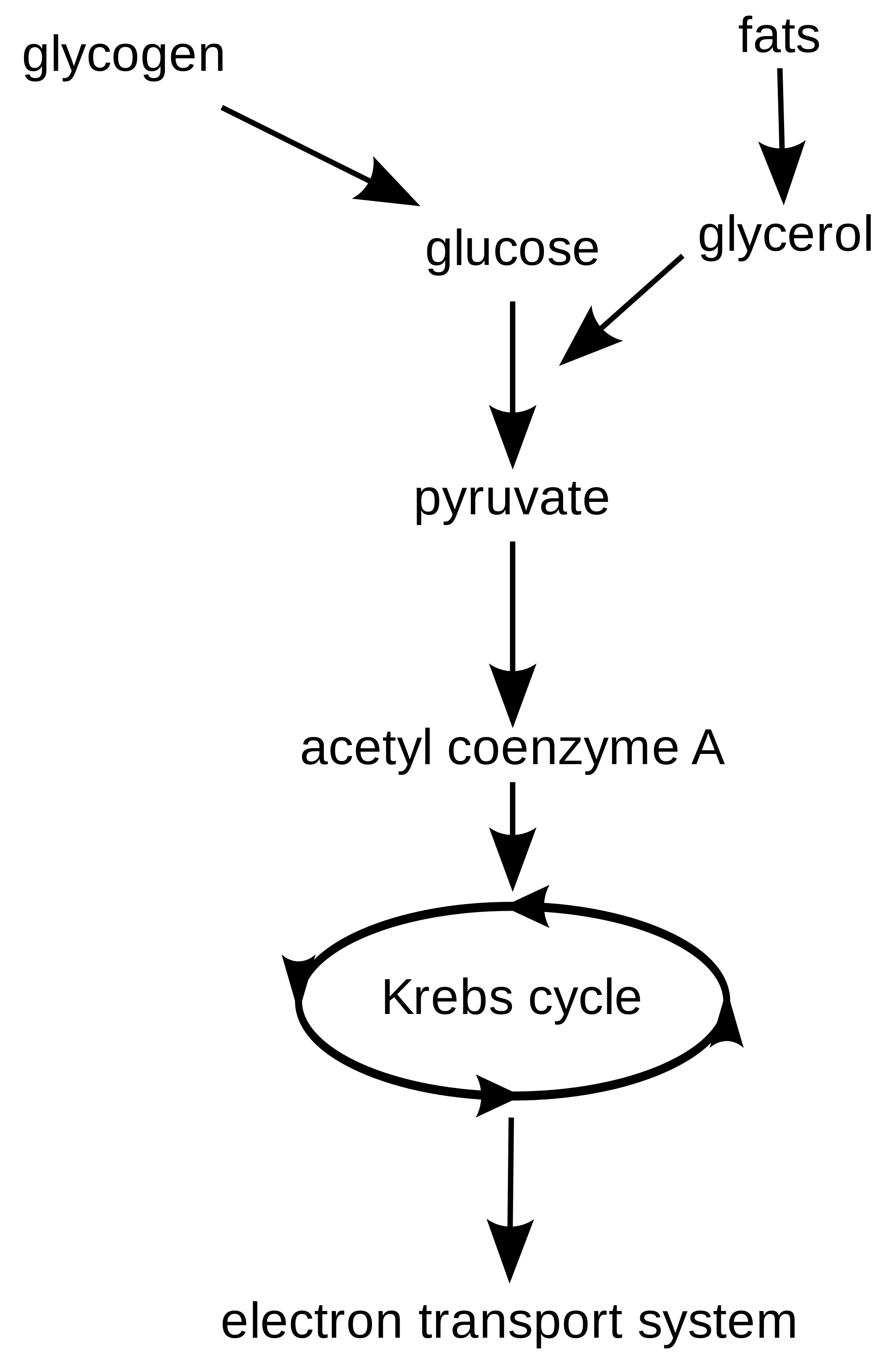 When Fructose And Glucose Are Bonded Together They Form Fruct Blog