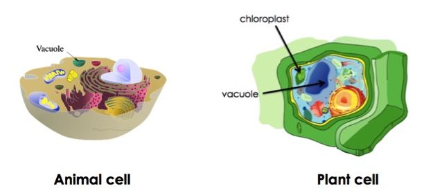 Difference Between Plant And Animal Cell Vacuole