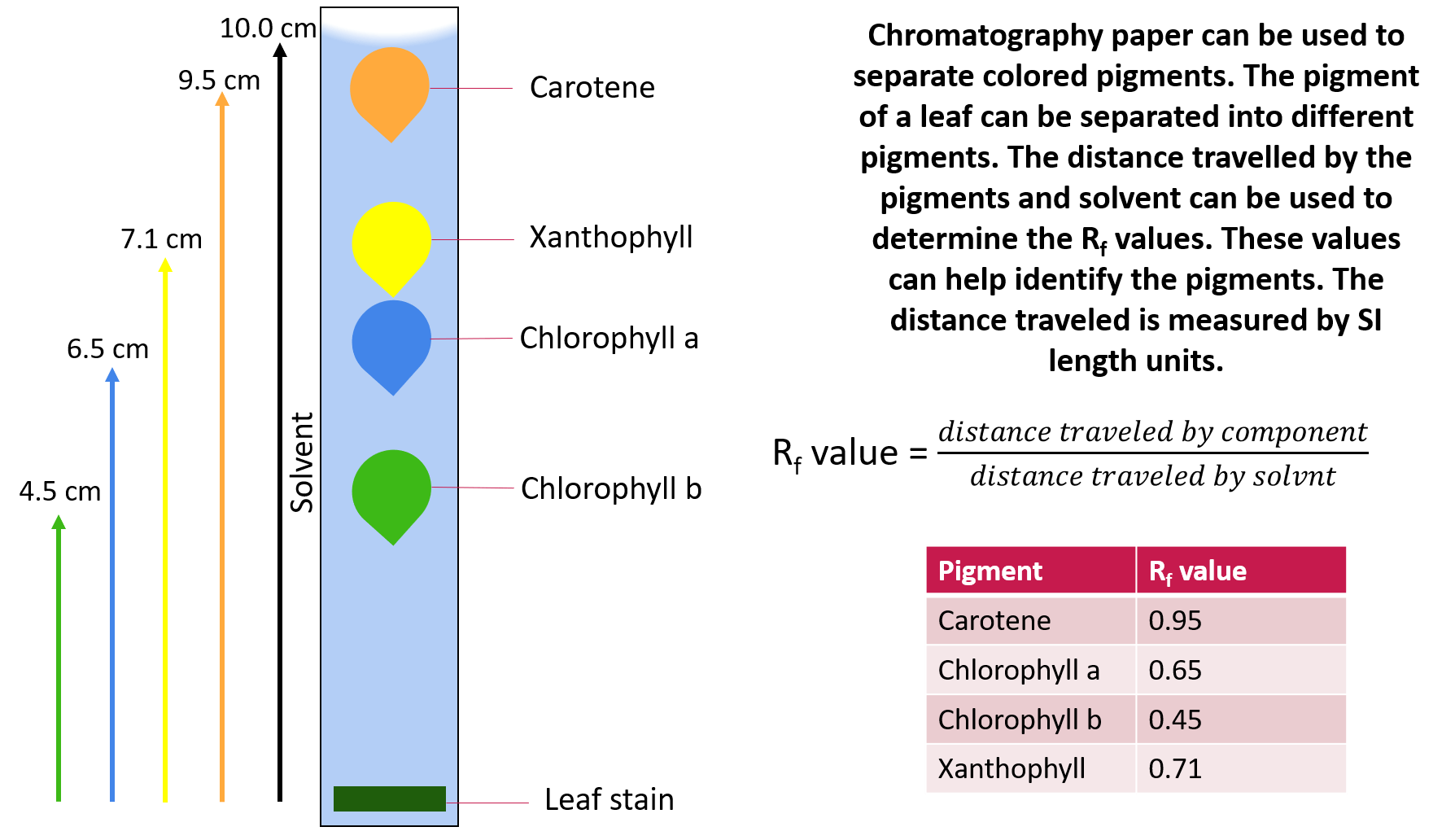Length — Definition & Measurement Expii