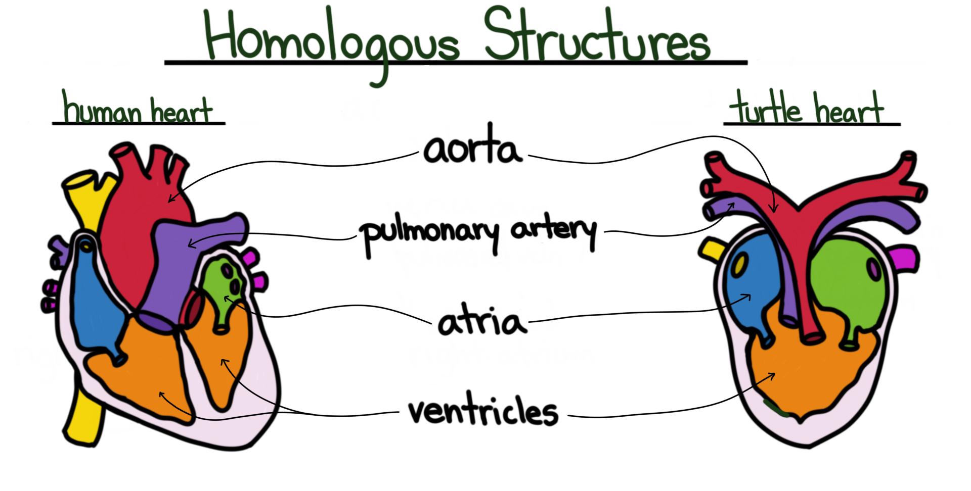 Anatomical and Physiological Evolution — Evidence & Types