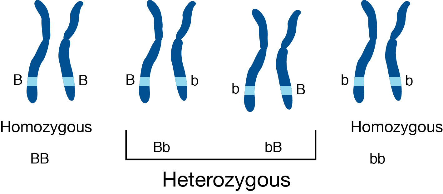 Heterozygous vs. Homozygous — Differences & Similarities - Expii