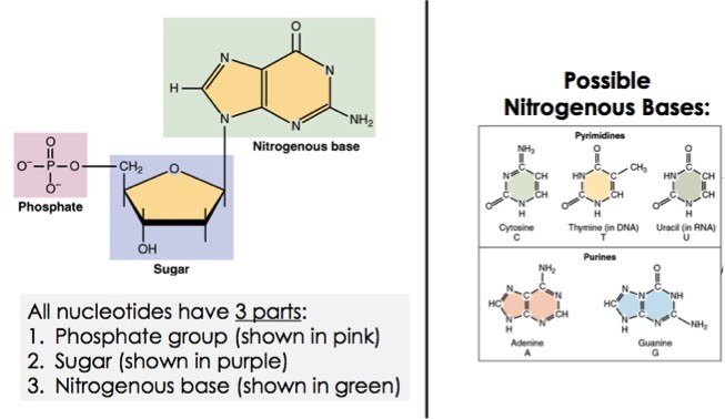 Nucleic Acids — Overview & Importance in Biology Expii