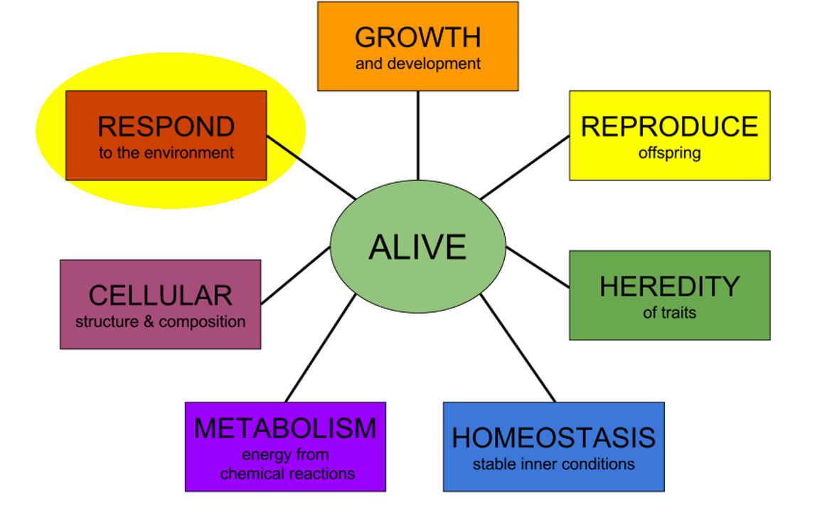 Respond to the Environment — Characteristics of Life Expii