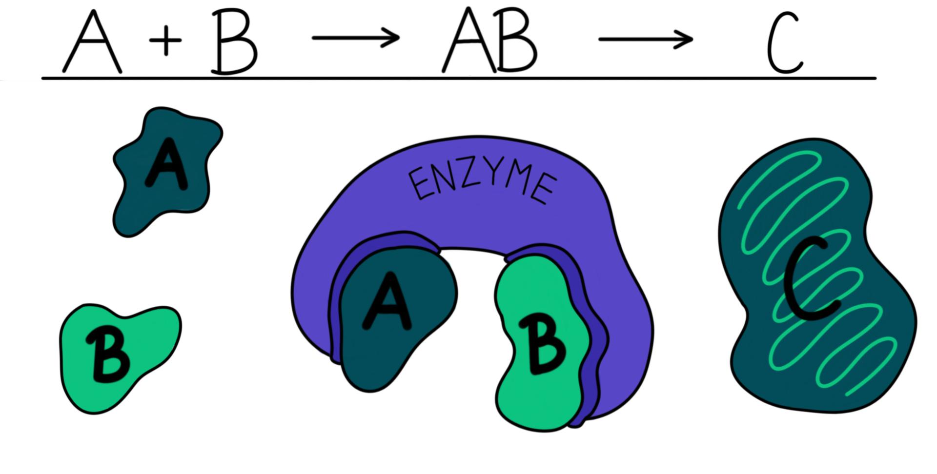 What Are Enzymes? — Definition & Overview Expii