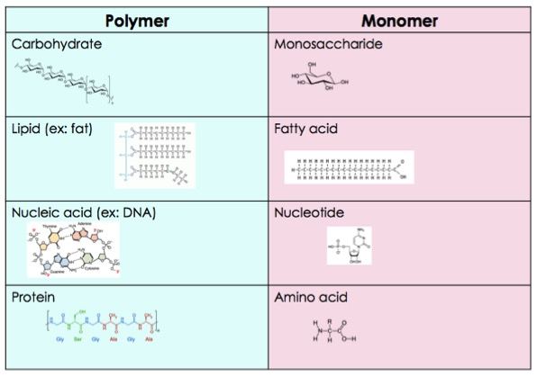 Role and Importance of Monomers and Polymers Expii