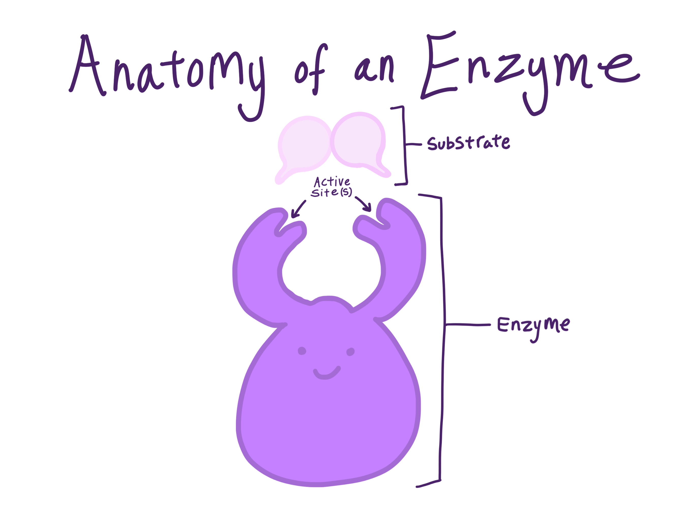 33 Label The Enzyme The Active Site And The Products