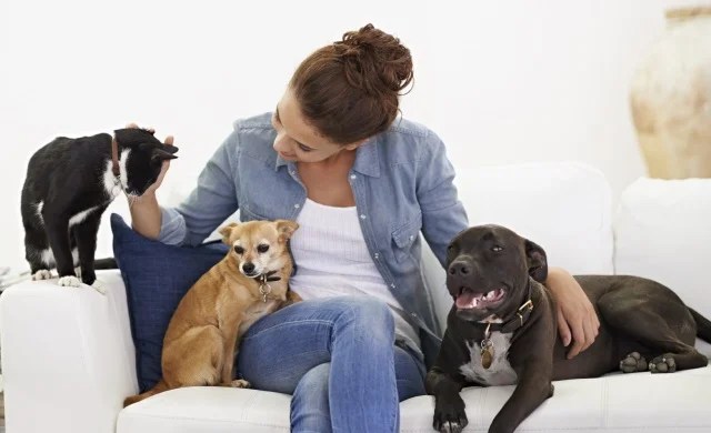 Animal Sitting at Animal