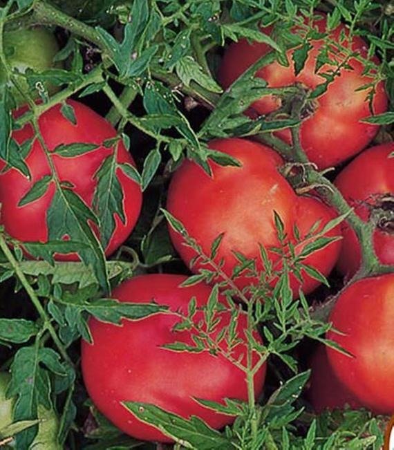 Semillas Organicas de Tomate Variedad Silvery Fir Tree