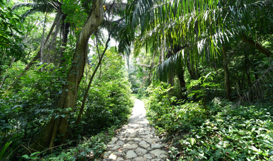 Hiking trails in Singapore Windsor Nature Park is a new trail for you