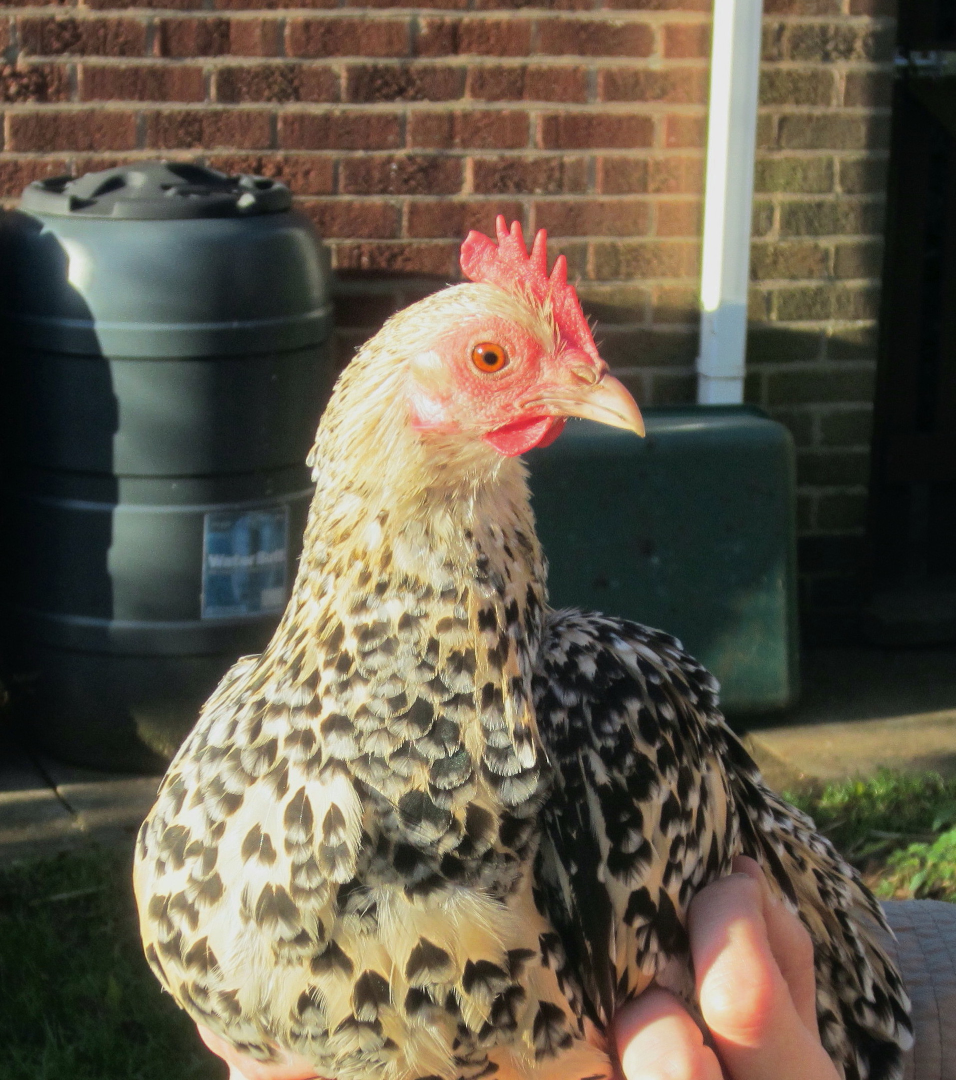 Christmas Chickens and Probation Our Warwickshire