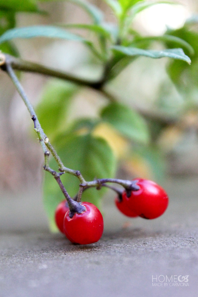 Fall Backyard red berries Home Made By Carmona