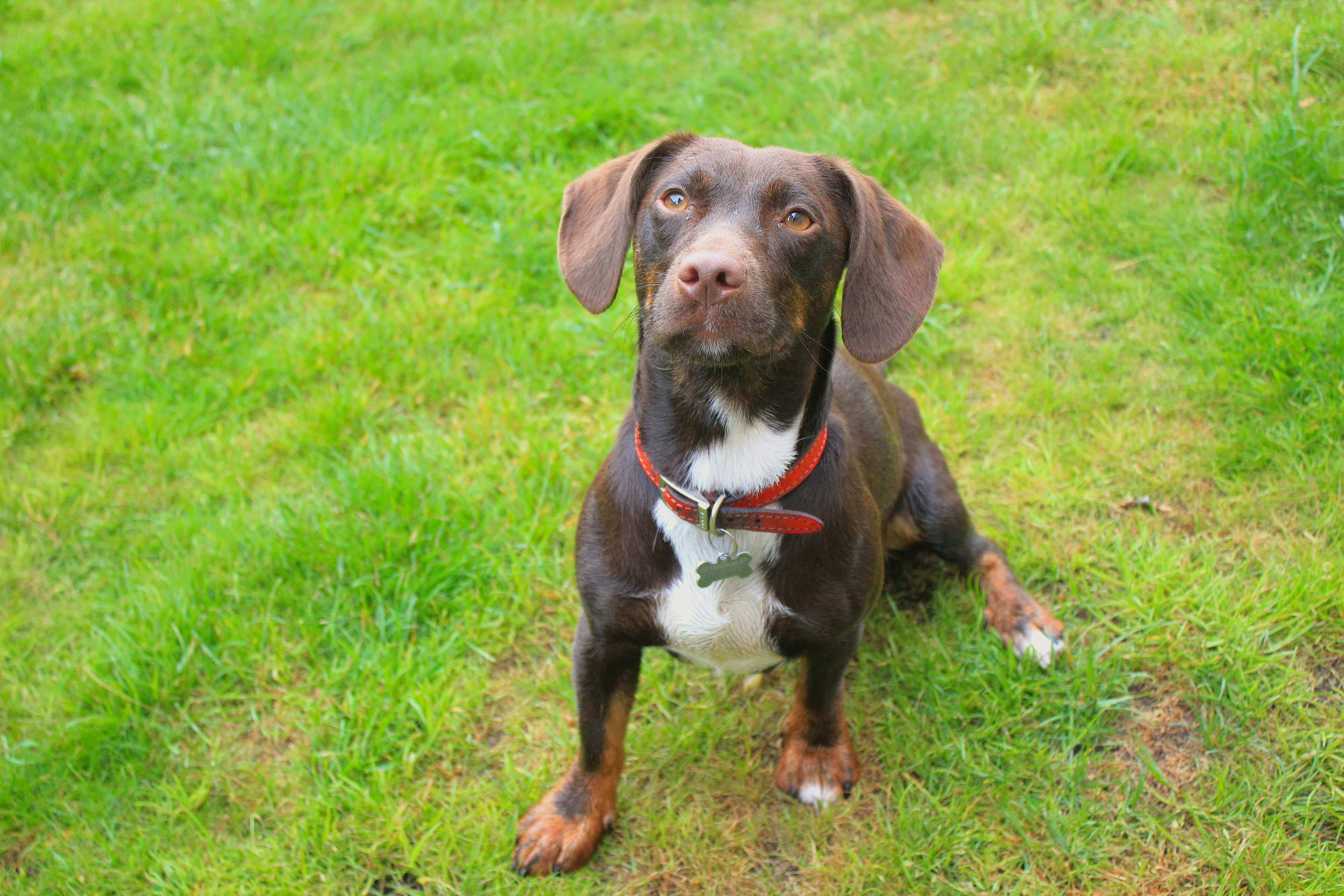 Affordable Dog Sitting in Peterborough BorrowMyDoggy Leaving