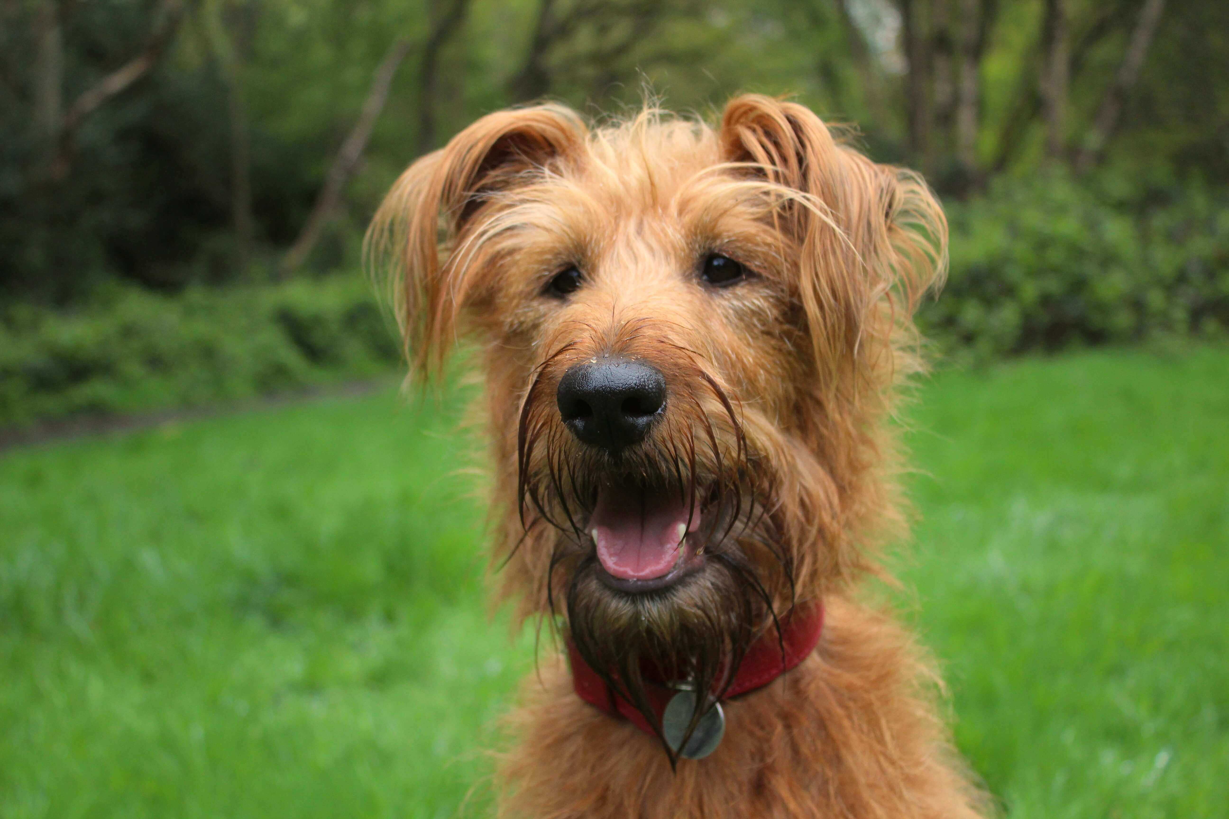 Affordable Dog Walkers in York BorrowMyDoggy Leaving Pawprints of