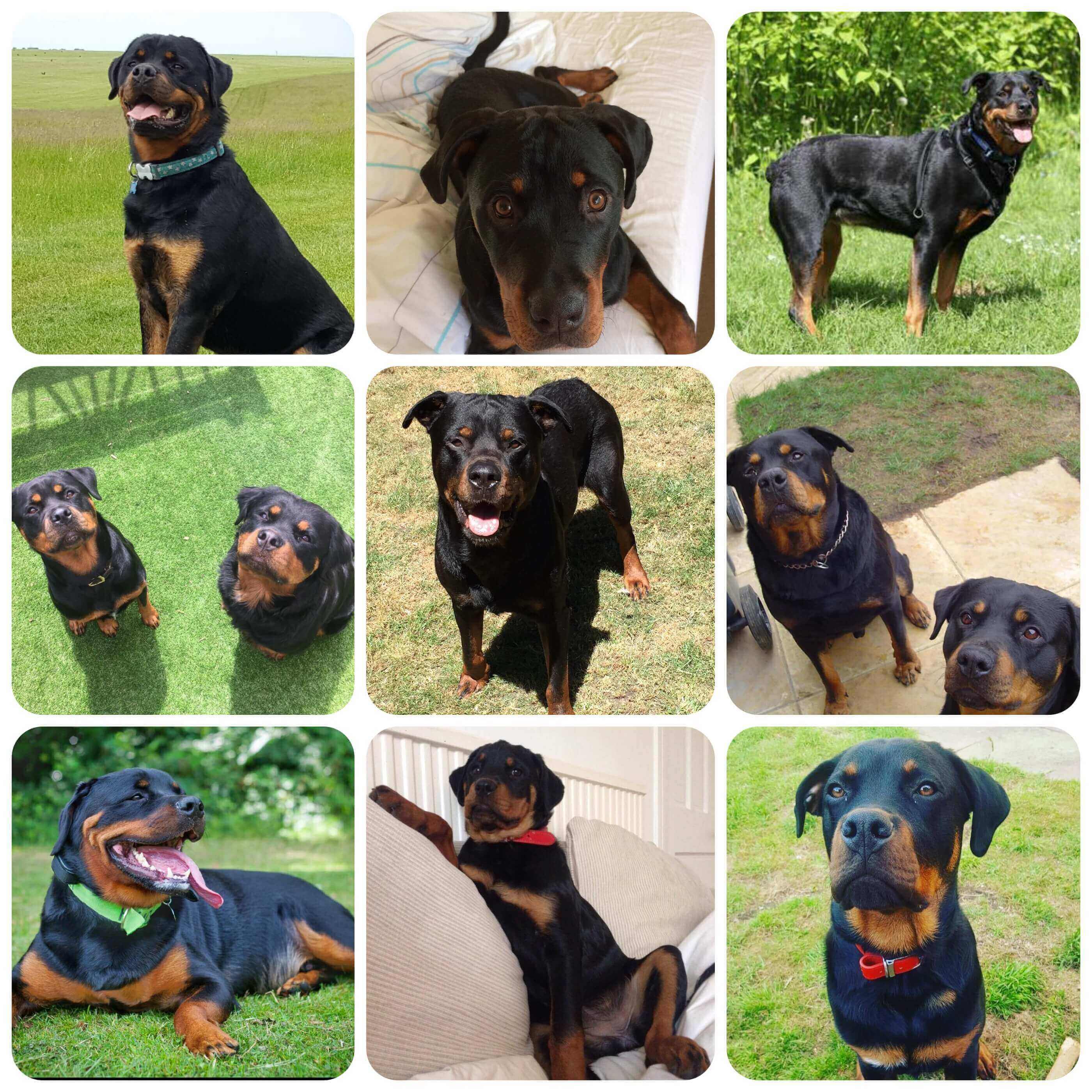Rottweiler BorrowMyDoggy Leaving Pawprints of Happiness
