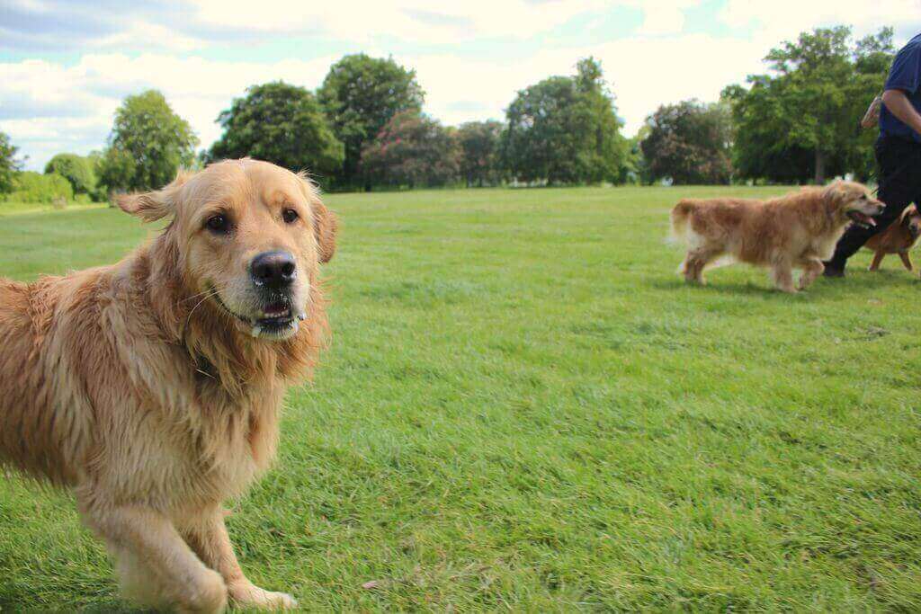 Great Places to Walk Your Dog in York BorrowMyDoggy Leaving