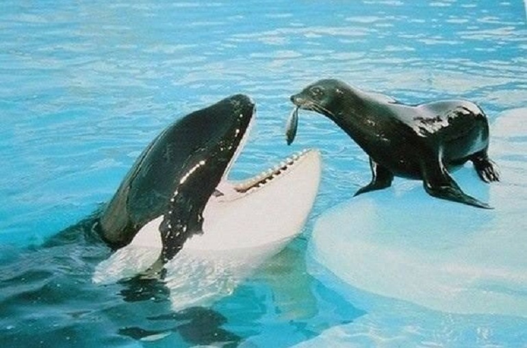 Focas y ballenas del Ártico modifican su dieta por el cambio climático