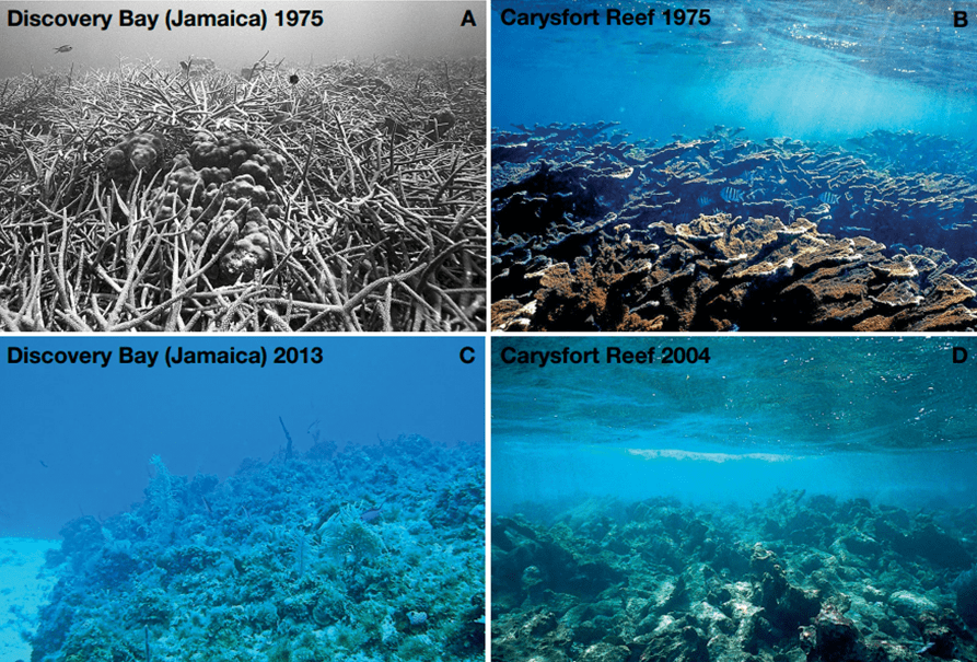 Report Caribbean Coral Reefs May Disappear In 20 Years Here & Now