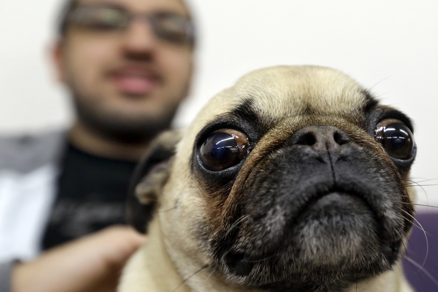 Emotional Support Animals In The Spotlight On Point