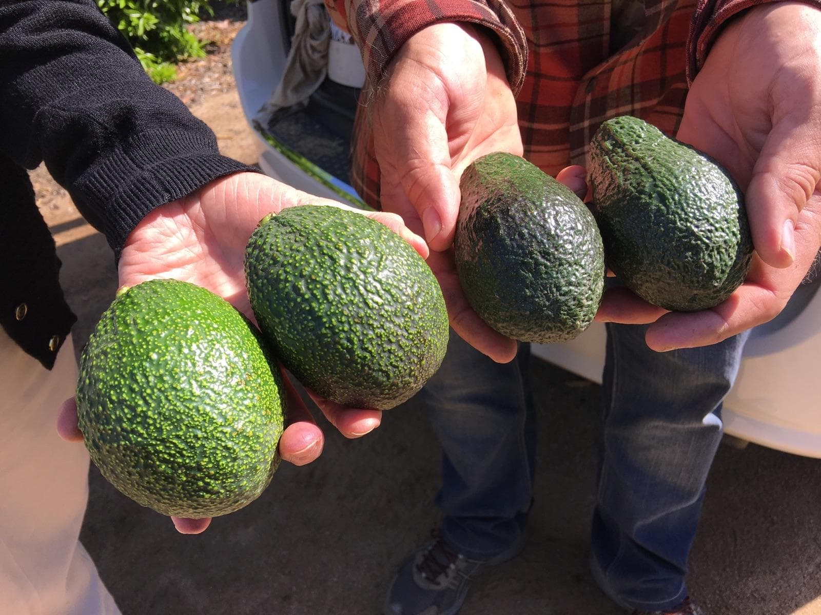 Bringing The Avocado To California's Central Valley Here & Now
