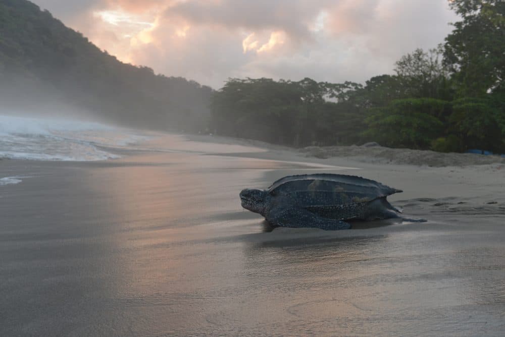 World's Largest Sea Turtle Could Come Off 'Endangered