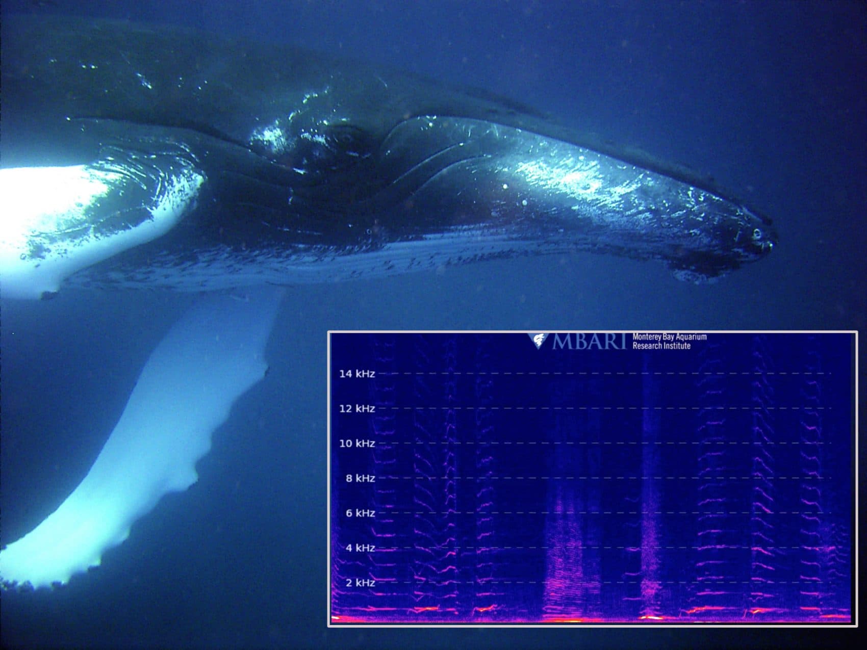 You Can Now Listen To A Livestream Of Whale Sounds 24/7 Here & Now