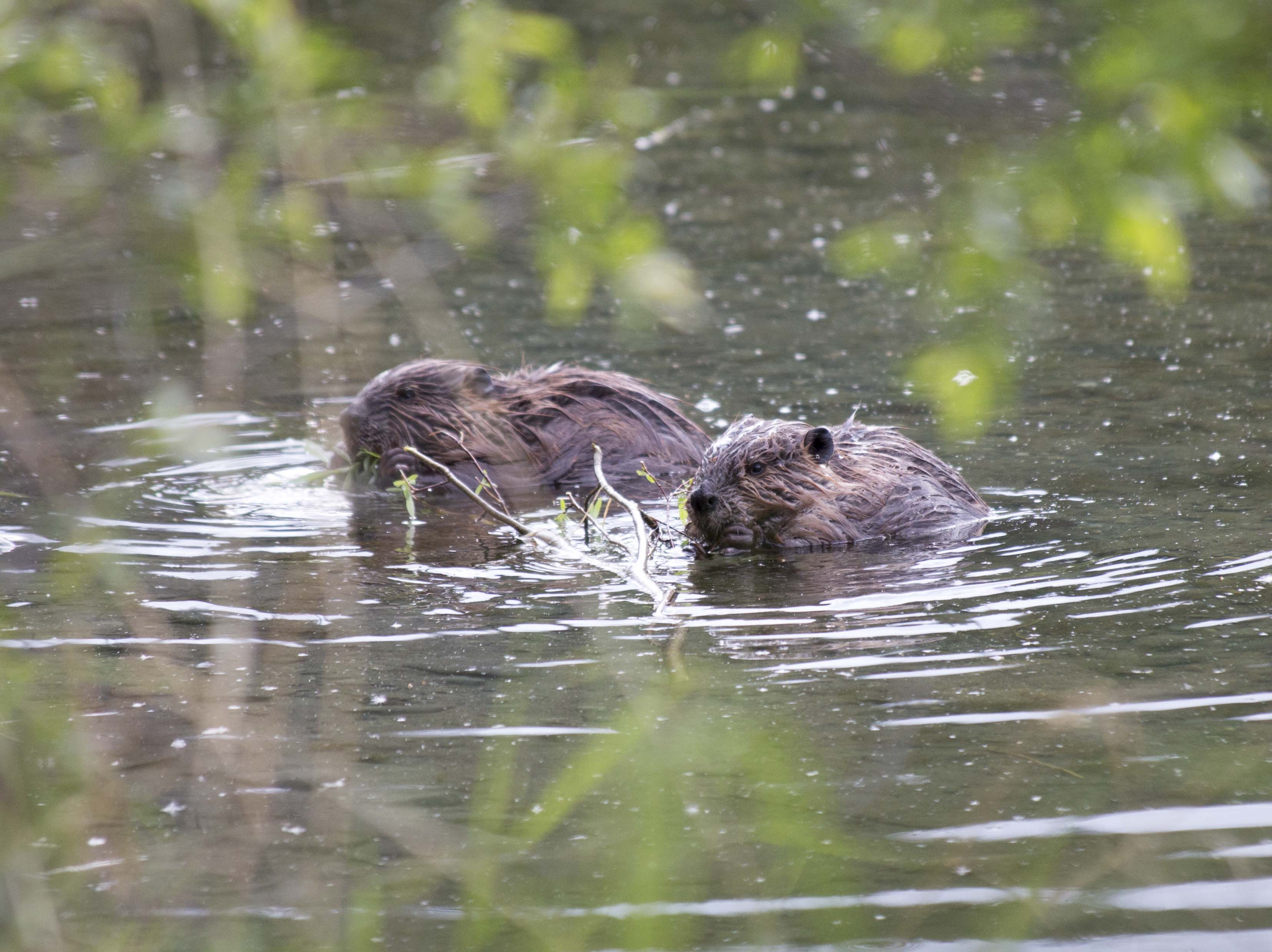 The Unusual Connection Between Beavers, Permafrost And Climate Change