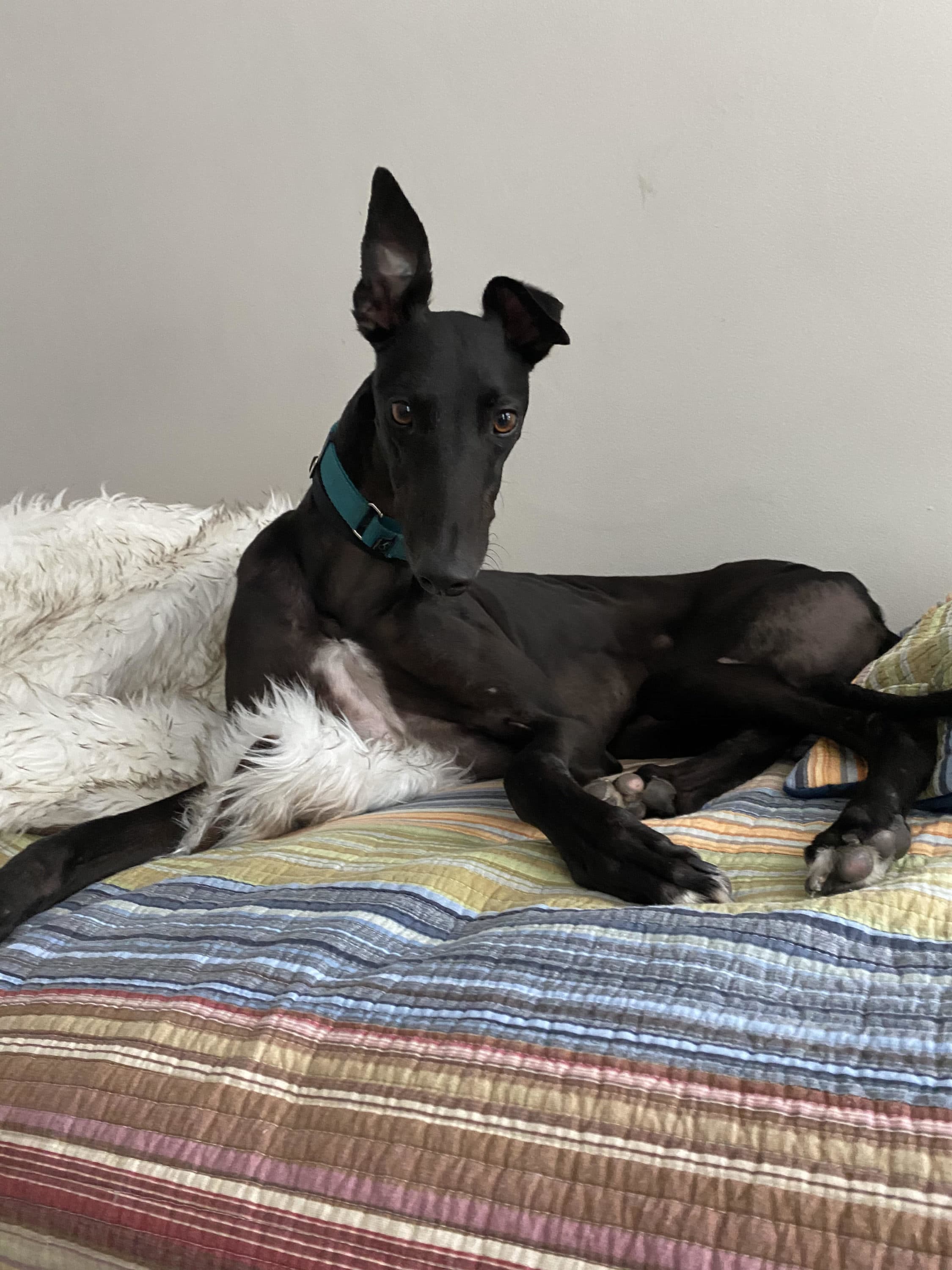 Act Fast If You Want to Adopt A Racing Greyhound The 'Greyhound Glut