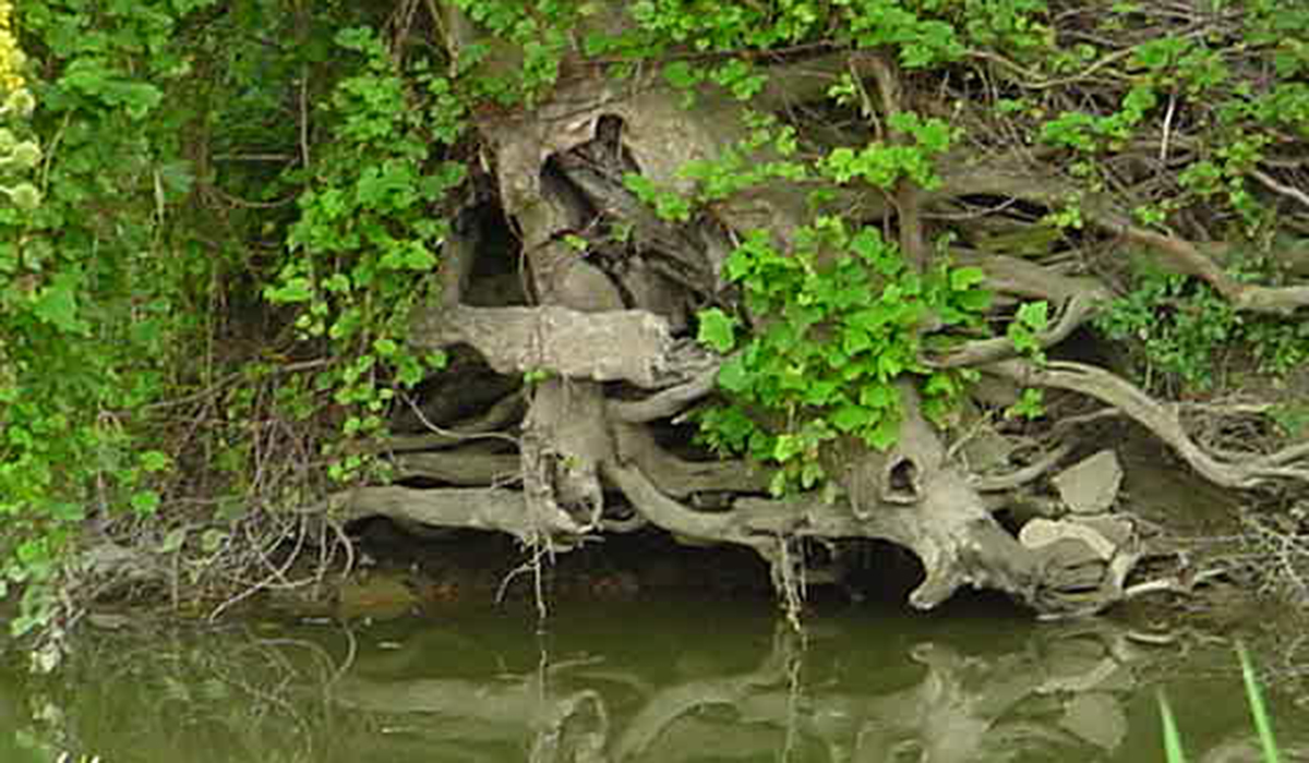 Riparian buffers The benefits of putting trees by streams Farm and Dairy