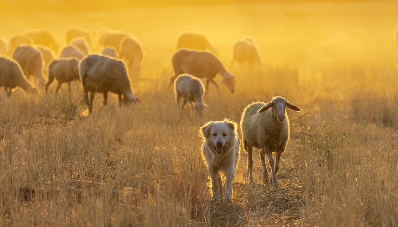 Grants available for climate smart sheep producers Farm and Dairy