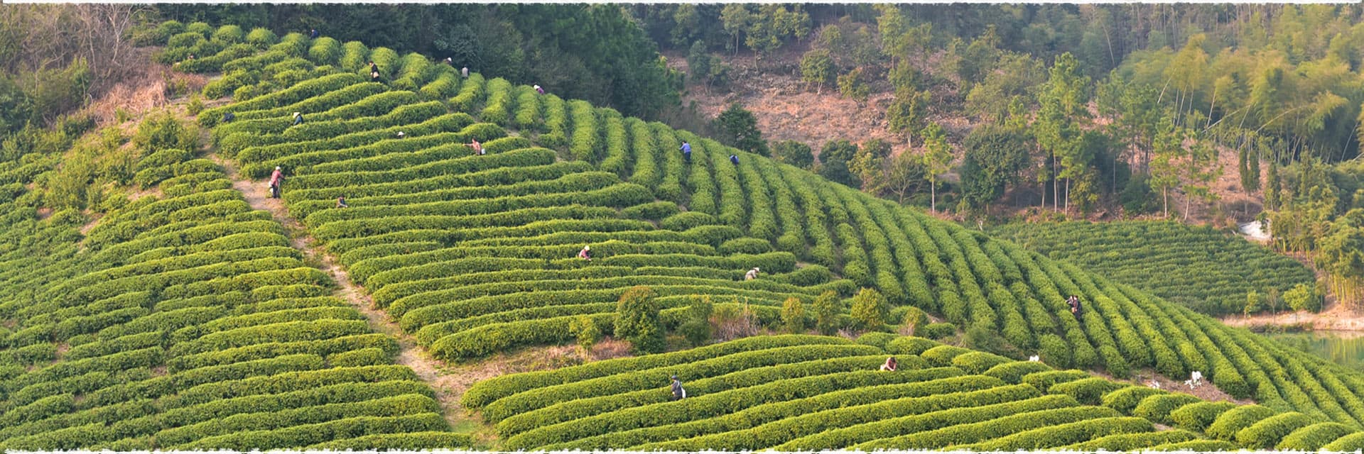 The Methods of Plucking Tea teavivre