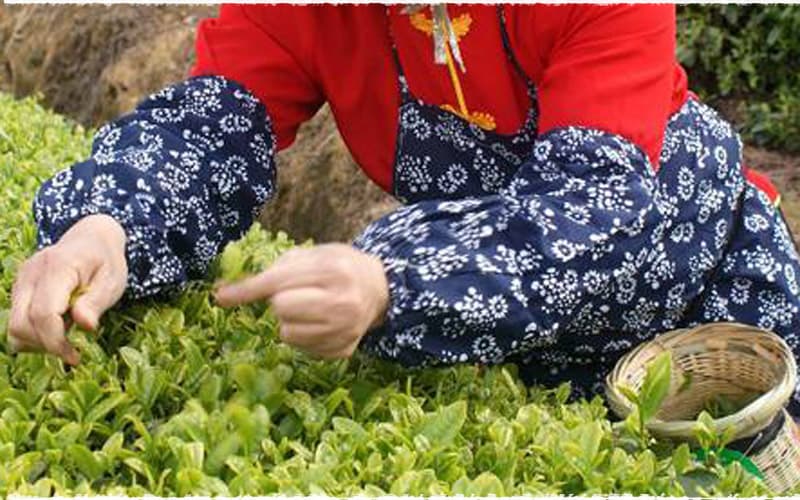 The Methods of Plucking Tea teavivre