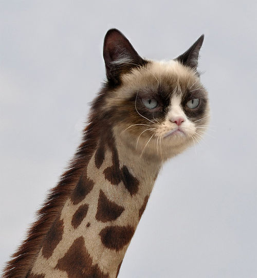 Giraffe Grumpy Cat Tard The Grumpy Cat Faxo