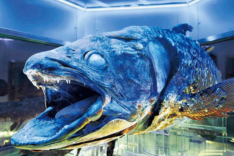 深海魚・深海生物がいる水族館11選！新種＆貴重＆不思議が満載！ いこレポ