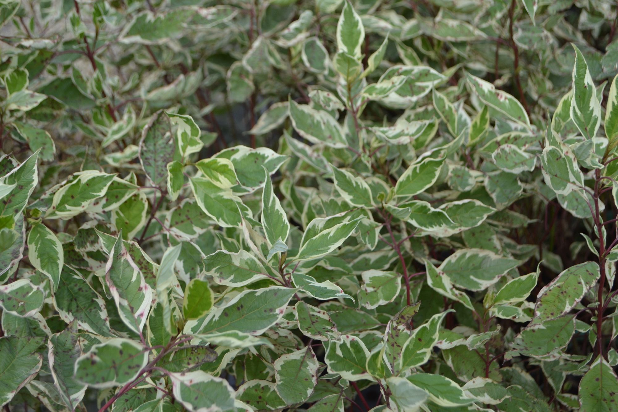 Baltoji sedula 'Elegantissima' (Cornus alba)