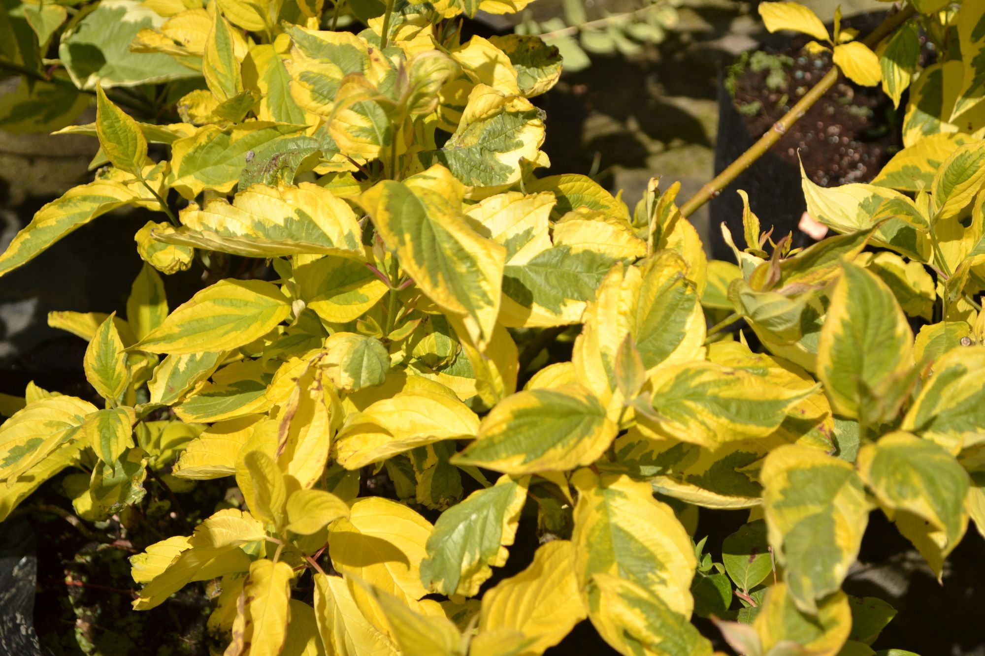 Baltoji sedula 'Spaethii' (Cornus alba)